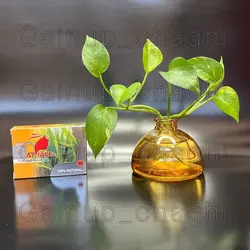 فت فیس گندمی چاقی وپرکردن وشفافیت صورت 60عددی