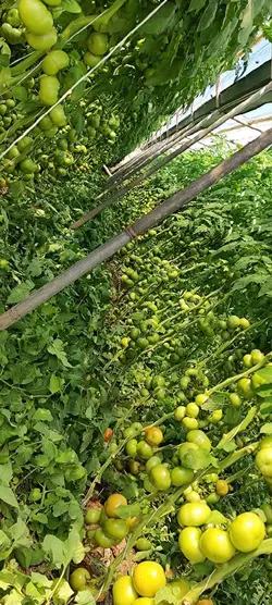 بذر گوجه گلخانه ای راپیدوس الماس سید ترکیه - زیست بان | کود، سم و ادوات کشاورزی