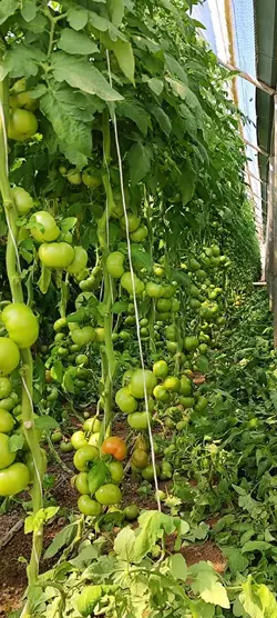 بذر گوجه گلخانه ای راپیدوس الماس سید ترکیه - زیست بان | کود، سم و ادوات کشاورزی