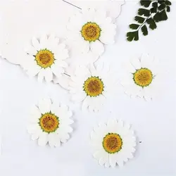 گل خشک بابونه پرسی درجه یک بزرگ مخصوص کار  با پارافین  و رزین اپوکسی  مجموعه 10عددی