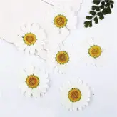 گل خشک بابونه پرسی درجه یک بزرگ مخصوص کار  با پارافین  و رزین اپوکسی  مجموعه 10عددی