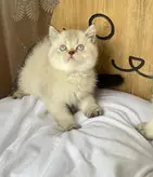 تخت خواب گربه