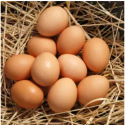 تخم مرغ محلی9 عددی سبوس