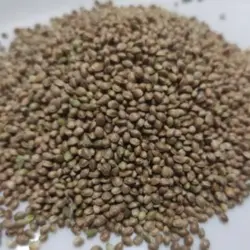 شاهدانه شور200گرمي سبوس