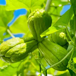 چایوت ارگانیک و تازه