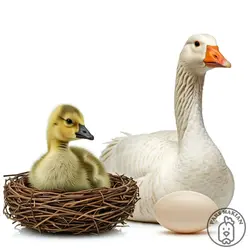 خرید تخم نطفه دار غاز - پارس ماکیان