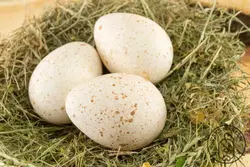 خرید تخم نطفه دار بوقلمون - پارس ماکیان