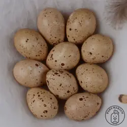 خرید تخم نطفه دار کبک - پارس ماکیان