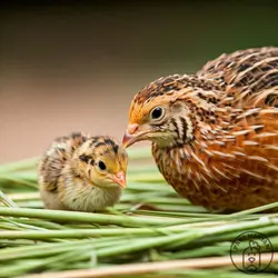 خرید جوجه بلدرچین یک روزه ژاپنی - پارس ماکیان خرید تخم نطفه دار و غذای پرنده