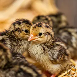 خرید جوجه بلدرچین یک روزه ژاپنی - پارس ماکیان خرید تخم نطفه دار و غذای پرنده