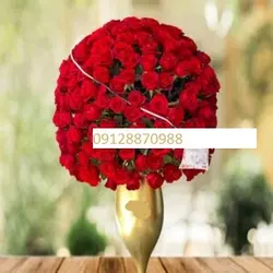 جام گل رز 200شاخه