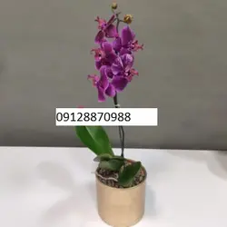 گل ارکیده بنفش