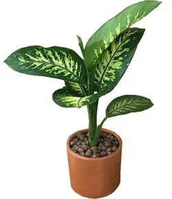 گیاه دیفن باخیا 977A