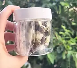 قرص ناف کاملا گیاهی بدون عوارض به شرط آنالیز محصول ۳۰ عددی