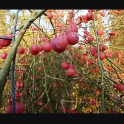 کلیر عصاره گیاه کلیر ویرانگر آنتی اکسیدان فوق قدرتمند خواهر مومیایی شناسند اکسیر  درجه یک صادراتی  یک کیلو