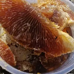 عسل وحشی صخره بی رقیب متفاوت با عسل کوهی کندویی نیم کیلویی