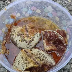 عسل وحشی کوهی قرمز  زنبور ریز صادراتی صخره جنوب قدرت ویرانگر بی رقیب پرقدرت به شرط نیم کیلویی