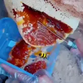 عسل قرمز صخره کوهی وحشی پرقدرت درجه یک دویست گرم