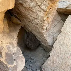 عسل شاهگل وحشی