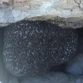 عسل شاهگل وحشی