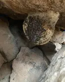 عسل شاهگل وحشی