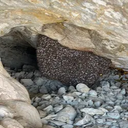 عسل وحشی گز صخره سه ساله ویرانگر بلوچستان مرکزی بدون دخالت انسان ضمانت مرجوعی به شرط نیم کیلویی