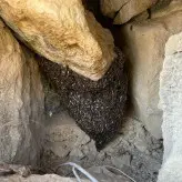 عسل کوهی وحشی صادراتی زنبور ریز فارس جنوب نیم کیلویی