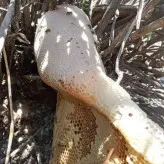 عسل وحشی  کوهی