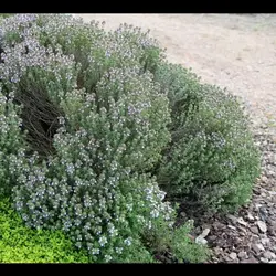 اویشن وحشی خاص پنجاه گرمی