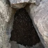 عسل قله ویرانگرترین عسل با اکسیر طول عمر قوی تر از قارچ گانودرما خاویار ژل رویال در اکسیر جوانی و اکسیر قدرت