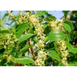 عسل طبیعی کنار