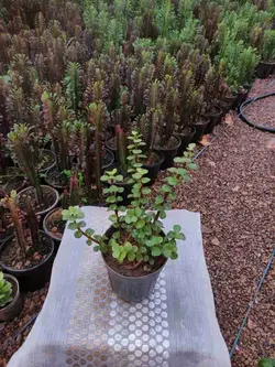 شرایط نگهداری کراسولا خرفه ای |تکثیر و درمان بیماری