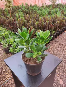 پرورش و تکثیر ونگهداری  گیاه یشم | فروشگاه لونه سبز