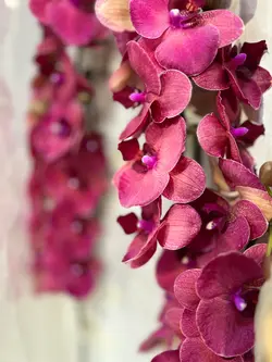 گلدان ارکیده قرمز فلوبار