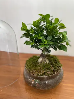 گلدان بونسای جنسینگ فلوبار