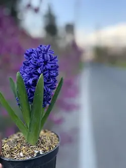 گلدون سنبل فلوبار