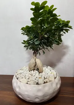 گلدان بنسای جنسینگ فلوبار