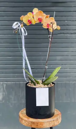 گلدان ارکیده هلویی فلوبار