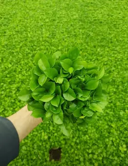 سبزه نارنج عید نوروز فلوبار