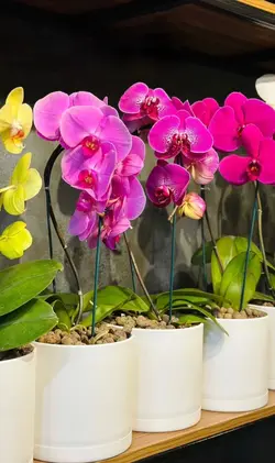 گلدان ارکیده فلوبار