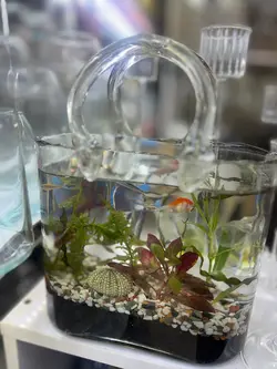 تنگ شیشه ای ماهی فلوبار