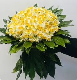 دسته گل بزرگ نرگس با برگ آرایی فلوبار