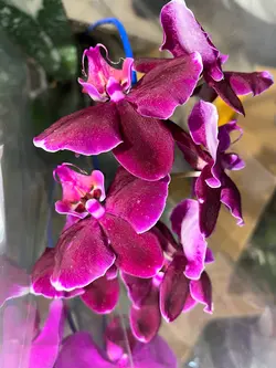 گلدان ارکیده بنفش تیره فلوبار