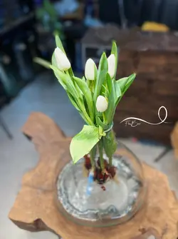 گل لاله سفید فلوبار