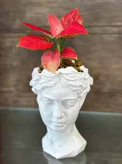 آگلونما قرمز با گلدان طرح چهره فلوبار