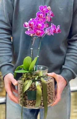 گلدان ارکیده بنفش فلوبار