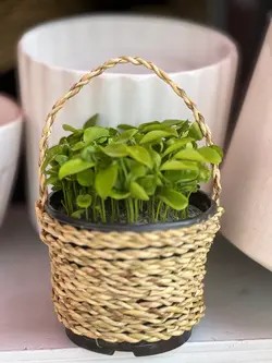 سبزه نارنج عید نوروز با گلدون کنفی فلوبار