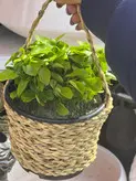 سبزه نارنج عید نوروز با گلدون کنفی فلوبار