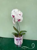 گلدان ارکیده سفید فلوبار