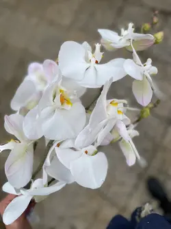 ارکیده سفید شاخه ای فلوبار